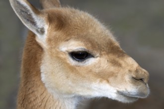 Vicunja (Vicugna vicugna), Tierwelt Herberstein, Herberstein, Styria, Austria