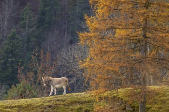 Donkey and autumnal larch, Heuberg, Strans, Tyrol, Austria