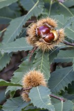 Precious chestnut (Castanea sativa), Tierwelt Herberstein, Herberstein, Styria, Austria