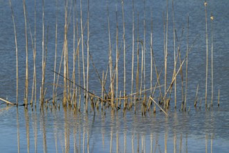 Reed (Phragmites australis), Naturquartier Grosswilfersdorf, Grosswilfersdorf, Styria, Austria