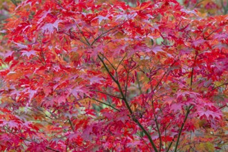 Red maple (Acer rubrum), in autumn, Herberstein Castle, Herberstein, Styria, Austria
