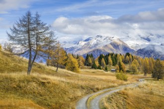 Autumnal larch meadows, behind Olperer, FuÃŸstein, Schrammacher, Sagwandspitze, Vinaders, Tyrol,