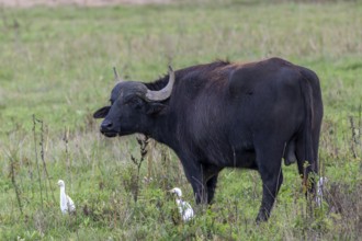 Water buffalo (Bubalus arnee) and cow heron (Ardea ibis, synonym: Bubulcus ibis), Naturquartier