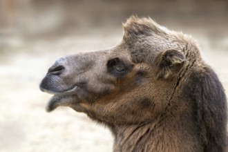 Trampelus (Camelus bactrianus), Tierwelt Herberstein, Herberstein, Styria, Austria