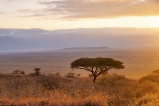 Umbrella macaque in savanna landscape at sunrise, atmospheric morning light, view of the Ngorongoro