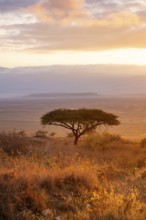 Umbrella macaque in savanna landscape at sunrise, atmospheric morning light, view of the Ngorongoro