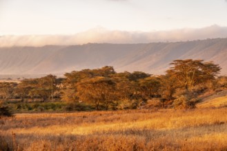 Forest of yellow bark acacia or fever acacia (Vachellia xanthophloea) and crater rim at sunrise,