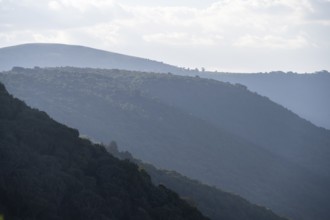 Forest on the hills on the crater rim in the evening light, Ngorongoro Crater, Ngorongoro