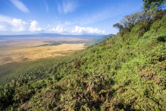 View of Ngorongoro Crater, Crater Viewpoint, Forest and Savanna Landscape, Ngorongoro Conservation