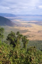 View of Ngorongoro Crater, Crater Viewpoint, Forest and Savanna Landscape, Ngorongoro Conservation