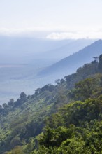 View of Ngorongoro Crater, Crater Viewpoint, mountain slopes with forest, Ngorongoro Conservation