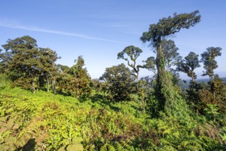 Trees, forest on the crater rim of Ngorongoro Crater, Ngorongoro Conservation Area, Tanzania