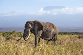 African elephant (Loxodonta africana) in picturesque landscape with the summit of Mount