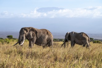 African elephants (Loxodonta africana) in picturesque landscape with the summit of Mount