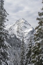 View of snowy forest and Waxenstein summit, in winter, Wetterstein Mountains,