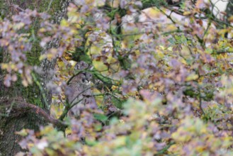 A female cougar (Puma concolor) rests hidden by leaves on a big branch high up in an oak tree. W