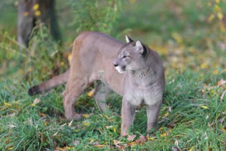 A male cougar (Puma concolor) stands in tall grass in a forest, looking around. W USA, S Canada,