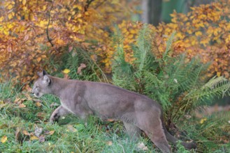 A male cougar (Puma concolor) runs through tall grass in a forest bathed in autumnal colors. W USA,