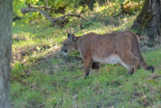 A male cougar (Puma concolor) runs through tall grass in a forest. W USA, S Canada, Central and