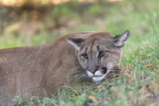 A male cougar (Puma concolor) crouches in tall grass in a forest. Western USA, southern Canada,