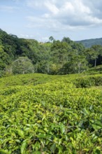 Tea plantation on hills between tropical rainforest, Amani Nature Forest Reserve, Eastern Usambara