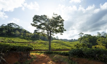 Tea plantation on hills between tropical rainforest, Amani Nature Forest Reserve, Eastern Usambara