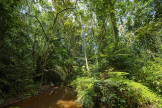 Small river between dense vegetation in Amani Nature Reserve, tropical rainforest, Amani Nature