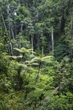 Tree ferns among dense vegetation in tropical rainforest, Amani Nature Forest Reserve, Tanga,