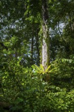 Dense vegetation in tropical rainforest, Amani Nature Forest Reserve, Tanga, Tanzania
