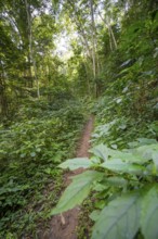Hiking trail through dense vegetation in tropical rainforest, Amani Nature Forest Reserve, Tanga,