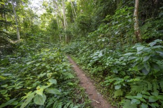 Hiking trail through dense vegetation in tropical rainforest, Amani Nature Forest Reserve, Tanga,