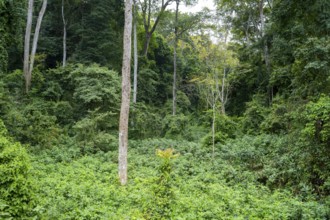 Dense vegetation in tropical rainforest, Amani Nature Forest Reserve, Tanga, Tanzania