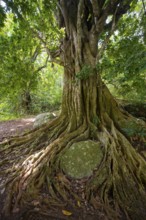 The roots of a fig tree surround a rock, tropical rainforest, Amani Nature Forest Reserve, Tanga,