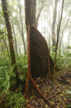 Misty tropical forest with ficus and endemic species on the way to Mount Sorrow in Daintree