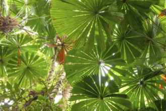 Australian fan palms in sunny rainforest on the way to Mount Sorrow in Daintree National Park