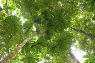 Misty tropical forest with ficus and endemic species on the way to Mount Sorrow in Daintree