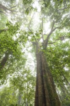 Misty tropical forest with giant ficus and endemic species on the way to Mount Sorrow in Daintree