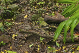 Queue on hiking trail to Mount Sorrow summit, Daintree National Park, Queensland, Australia