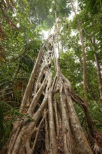 Mighty strangle tree in the tropical rainforest of Daintree National Park, Queensland, Australia