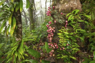 Cauliflower red figs on the trunk in Daintree National Park, Queensland, Australia