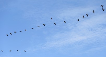 Cranes flying in formation (Grus grus), DarÃŸ, Mecklenburg-Western Pomerania, Germany