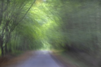 Buchenallee (Fagus), Movement, Mecklenburg-Western Pomerania, Germany