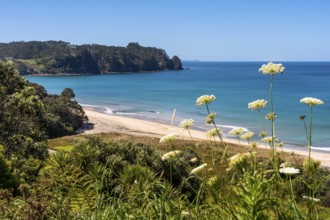 Landscape with sea and sandy beach in New Zealand. View of Hot Water Beach. Hot Water Beach,