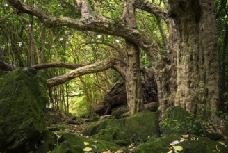 Forest landscape in New Zealand in the Cathedral Cove Walk area. Hahei, Coromandel Peninsula,