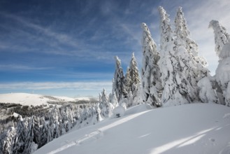 Snow-covered fir trees in sunshine, StÃ¼benwasen, Feldberg, Todtnauberg, Black Forest,