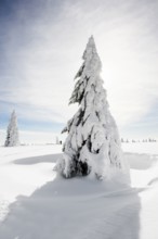 Snow-covered fir trees in sunshine, StÃ¼benwasen, Feldberg, Todtnauberg, Black Forest,
