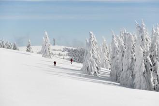 Snow-covered fir trees and snowshoe hikers, StÃ¼benwasen, Feldberg, Todtnauberg, Black Forest,