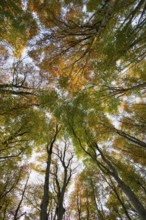 Autumn forest, view of the treetops from below, Schauinsland, Freiburg im Breisgau, Black Forest,