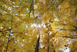 Autumn forest, view of the treetops from below, Schauinsland, Freiburg im Breisgau, Black Forest,