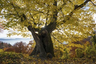 Autumnal discolored ancient lime tree, near Ãœberlingen, Lake Constance, Baden-WÃ¼rttemberg,